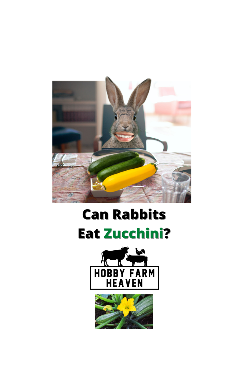 Can Rabbits Eat Zucchini? · Hobby Farm Heaven