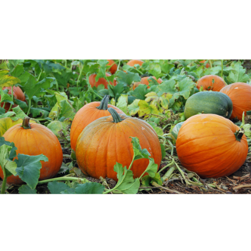 Can Rabbits Eat Pumpkins?