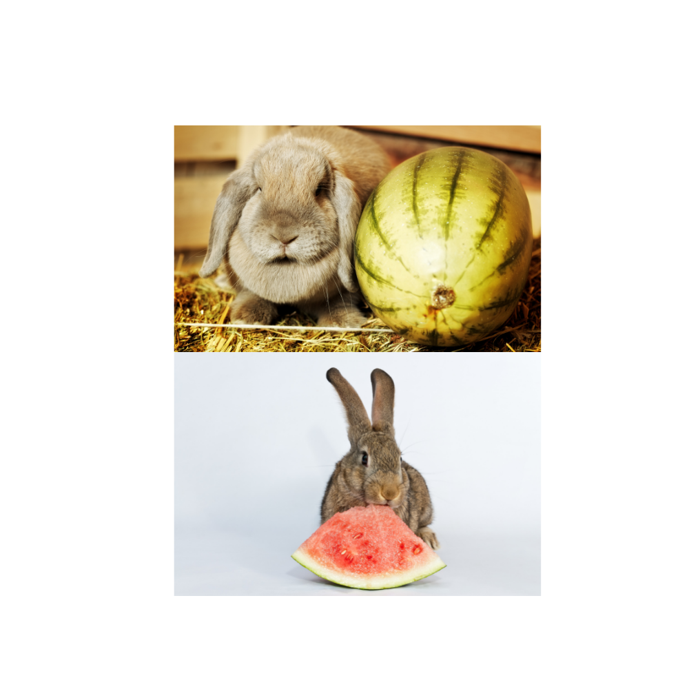RabbitEatingWatermelon2