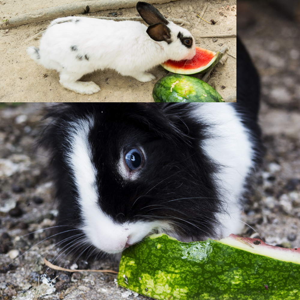 RabbitEatingWatermelon