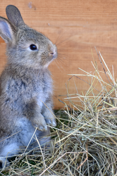 Happy Rabbit Standing to See_ Joyful