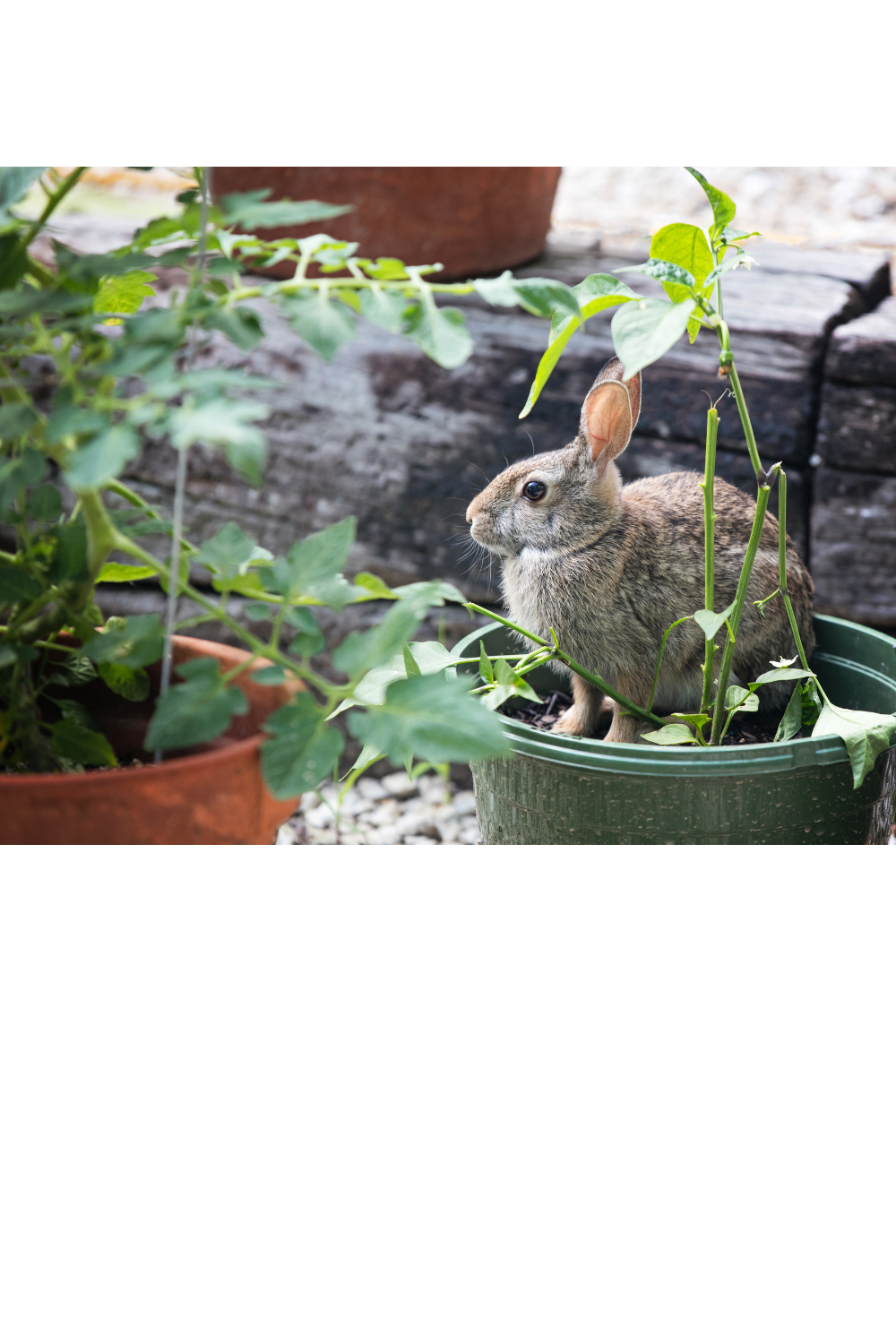 Can Rabbits Eat Tomatoes? · Hobby Farm Heaven