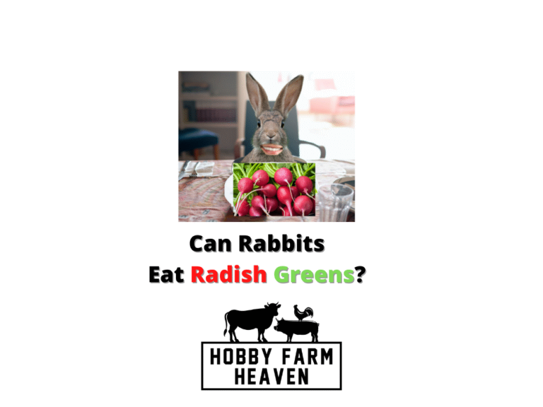 Can Rabbits Eat Radish Greens? · Hobby Farm Heaven