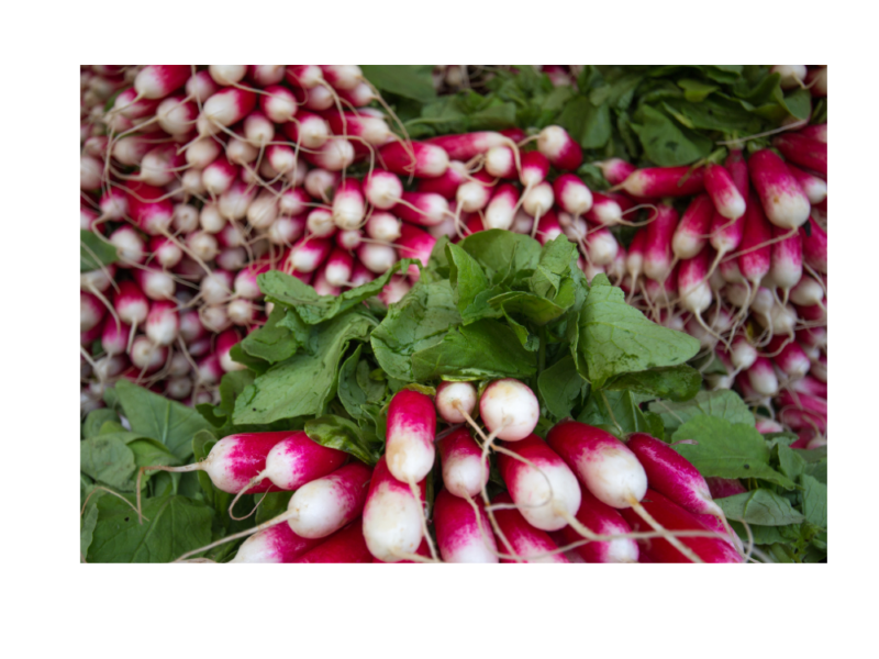 Bunches of Radishes