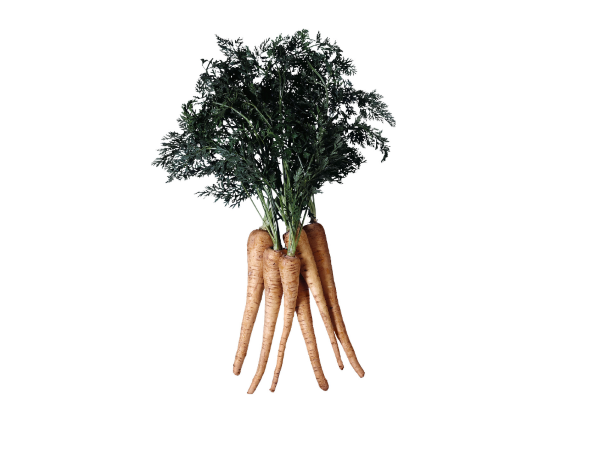 Can Rabbits Eat Parsnips1