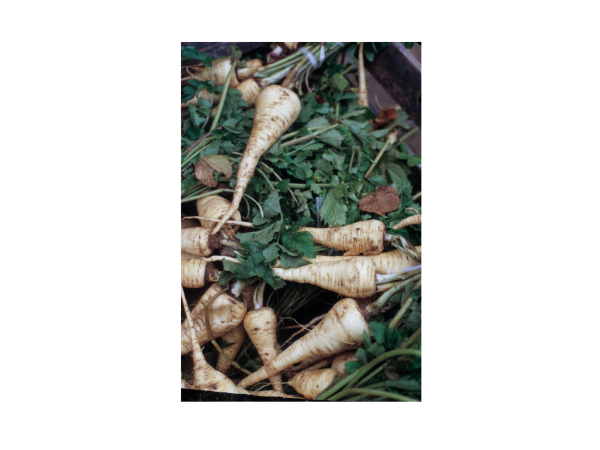 Rabbits Eat Parsnips?