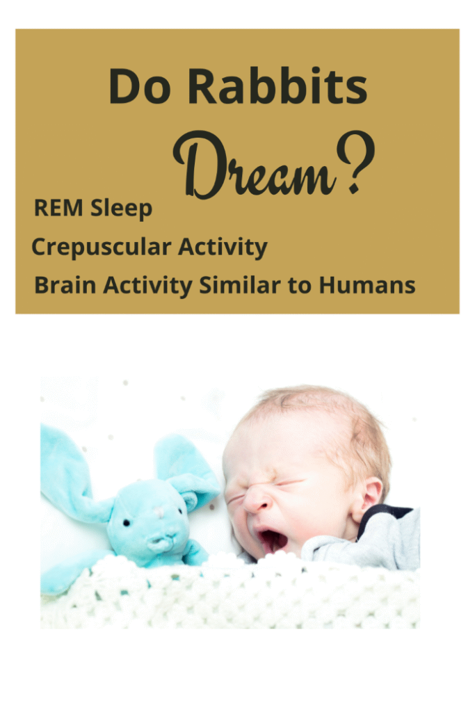 What do bunnies dream about?
