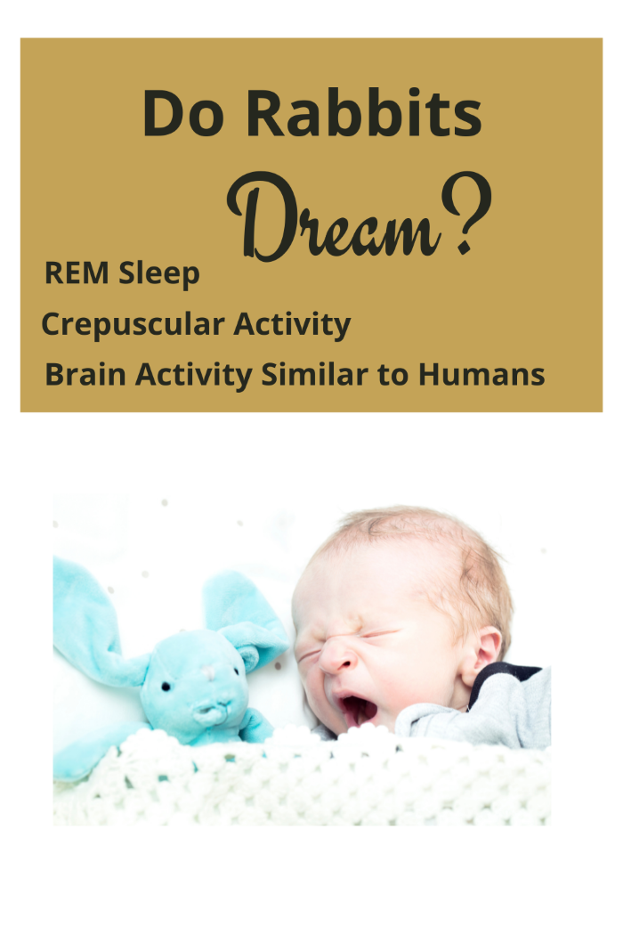 Do Rabbits Dream? · Hobby Farm Heaven