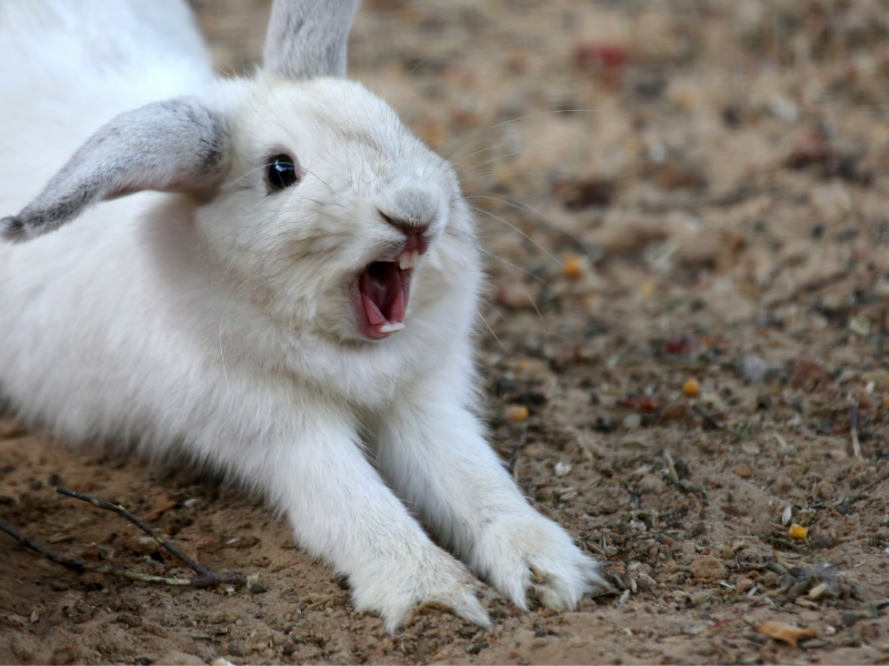 Do rabbits have tongues 2