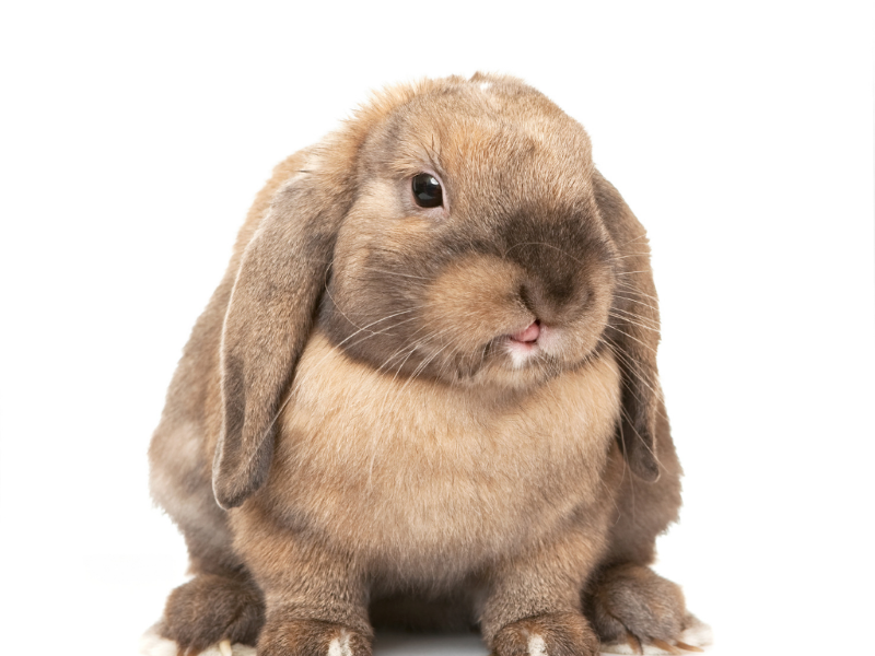 Do Rabbits Have Tongues 3