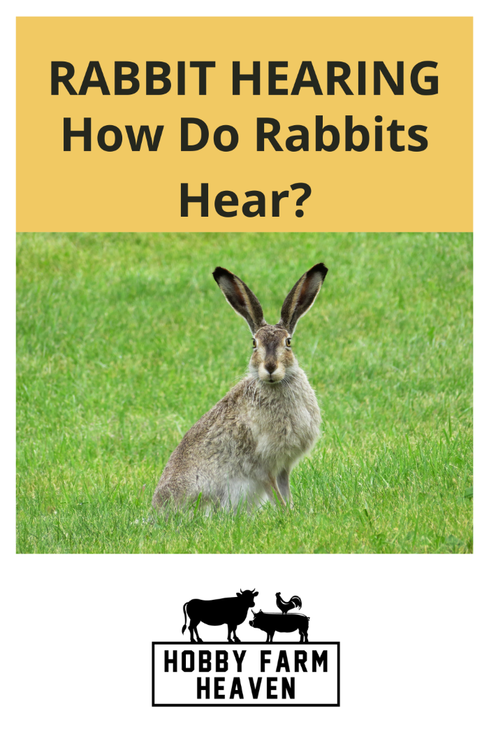 Rabbit Hearing How Do Rabbits Hear? · Hobby Farm Heaven