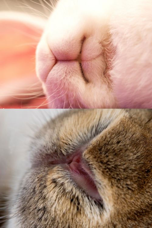 Rabbit Sense of Smell 3
