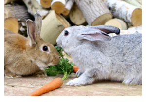 Can Rabbits Eat Carrot Leaves Carrot Greens