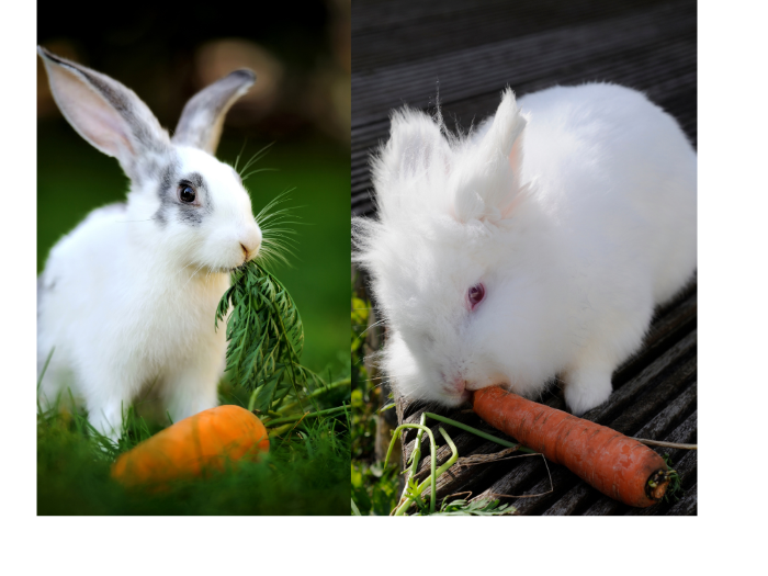 Do Rabbits Really Eat Carrots? · Hobby Farm Heaven