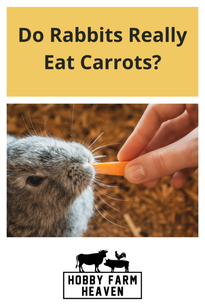 Do Rabbits Really Eat Carrots