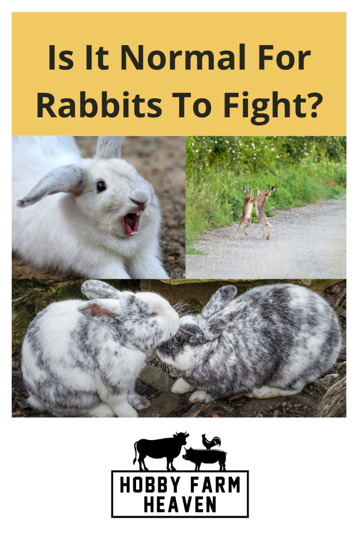 Is It Normal For Rabbits To Fight? · Hobby Farm Heaven