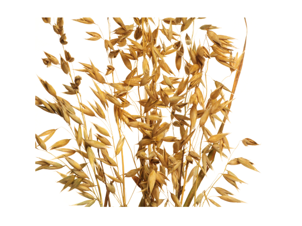 Rabbit Oat Hay