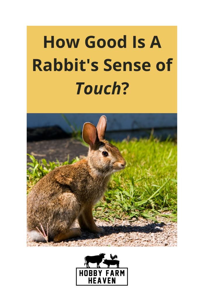 RabbitSenseOfTouch1 · Hobby Farm Heaven