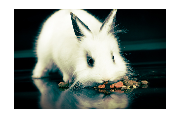 Rabbit Sense of Taste3