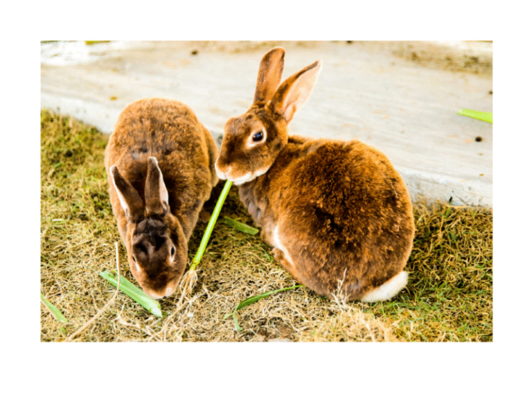 Rabbit Sense of Taste · Hobby Farm Heaven