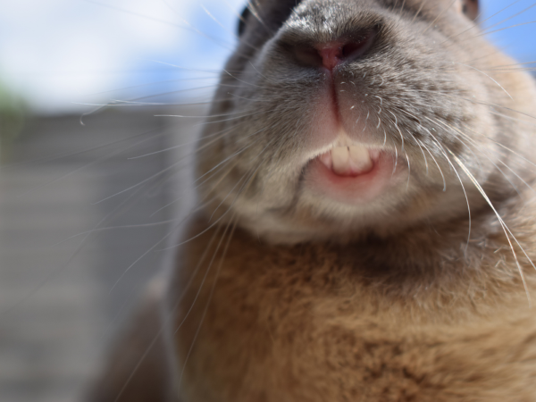 What do rabbit teeth look like