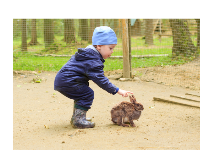 Rabbit Sense of Touch2