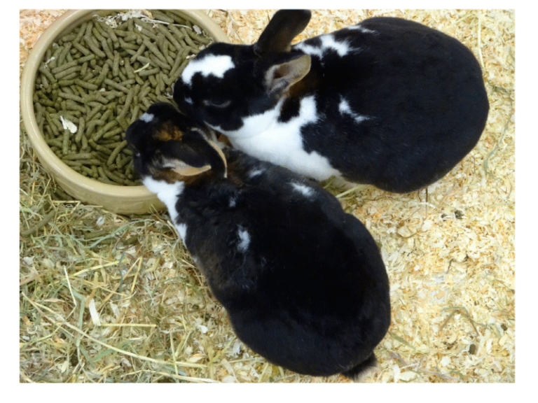 what feed my 2 month old rabbit · Hobby Farm Heaven