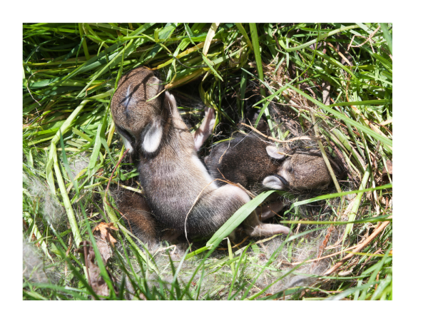 Baby-Bunnies-In-Grass-Nest