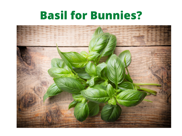 Basil for Bunnies 2