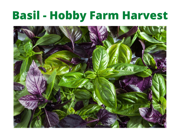 Basil Hobby Farm Harvest For Bunnies