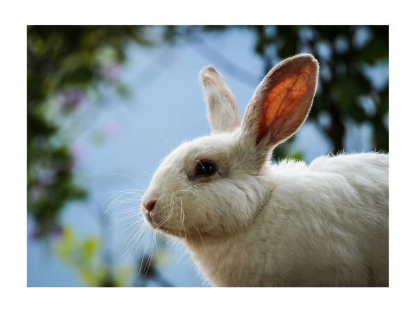 Beautiful White Bunny Molting