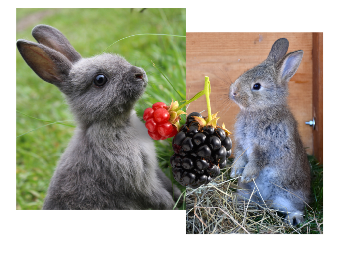 Blackberry treats for Rabbits