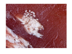 Burrowing Mites On Rabbits