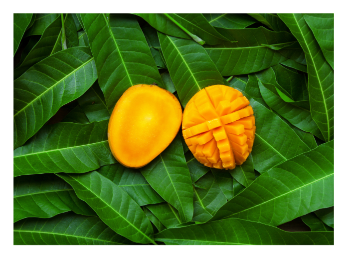 Can Bunnies Eat Mango Fruit