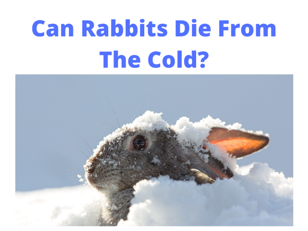 Can Rabbits Die From The Cold