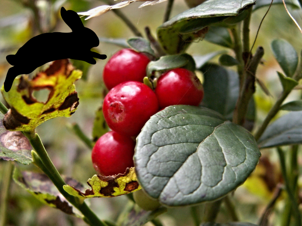 Can Rabbits Eat Cranberries 2