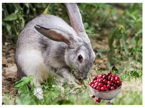 Can Rabbits Eat Cranberries 3