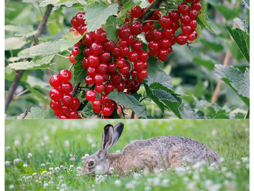 Can Rabbits Eat Cranberries 4