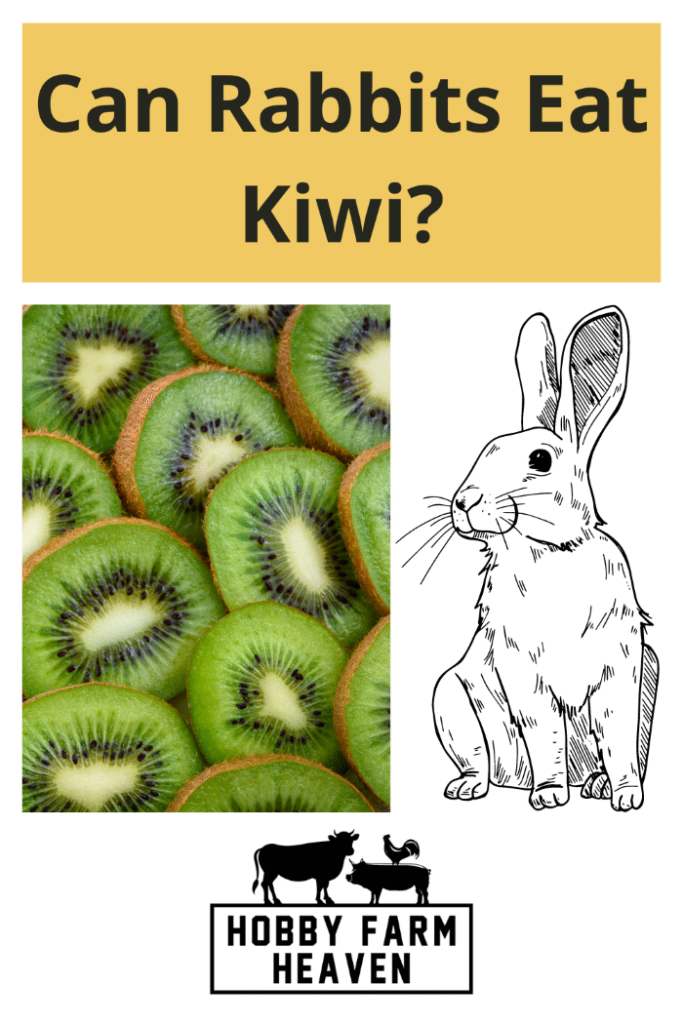 Can Rabbits Eat Kiwi