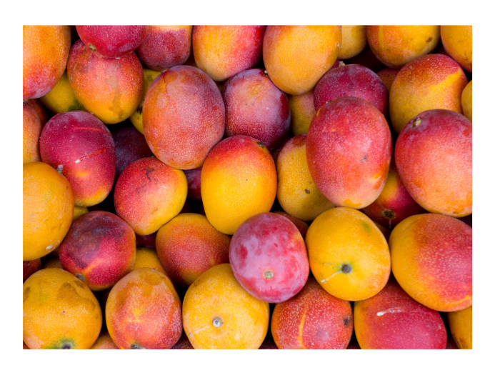 Can Rabbits Eat Mango