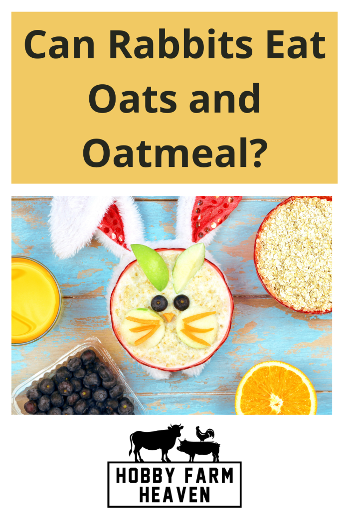 Can Rabbits Eat Oats and Oatmeal? · Hobby Farm Heaven
