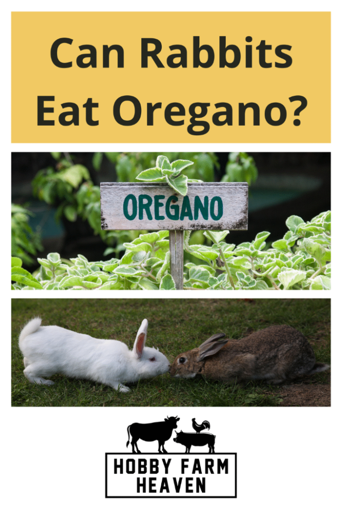 Can Rabbits Eat Oregano