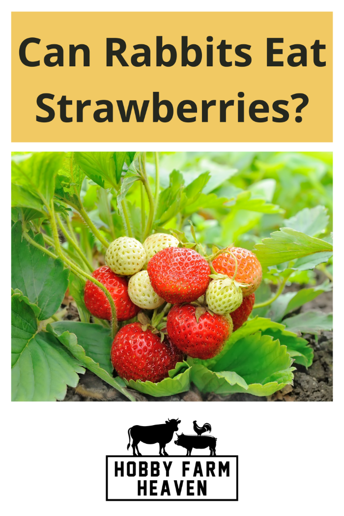 Can Rabbits Eat Strawberries? · Hobby Farm Heaven