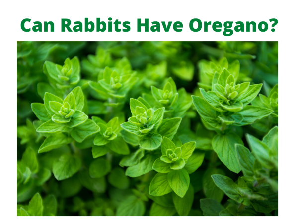 Can Rabbits Have Oregano