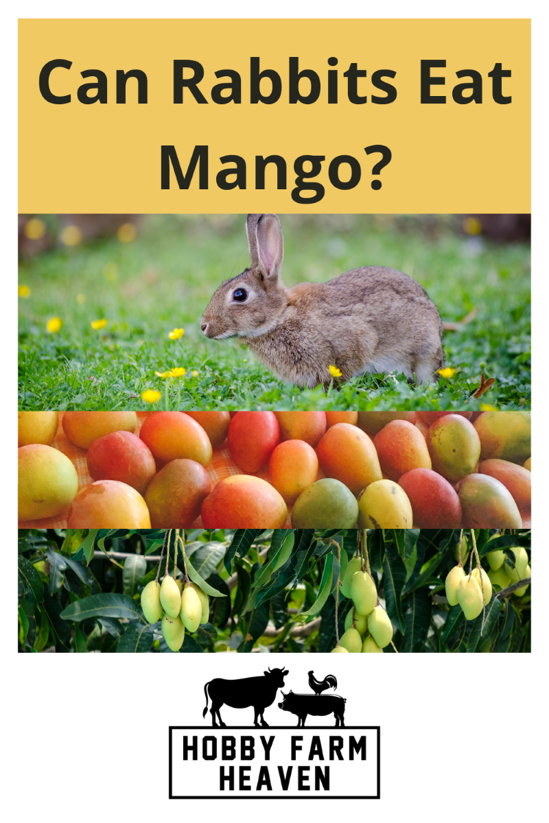 Can Rabbits Eat Mango? · Hobby Farm Heaven