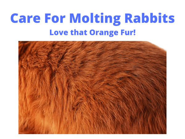 Care For Molting Rabbits