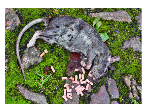 Deadly Poison Rat Pellets
