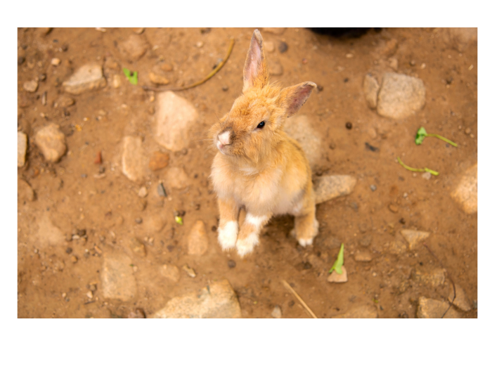 Dirt Bunny · Hobby Farm Heaven