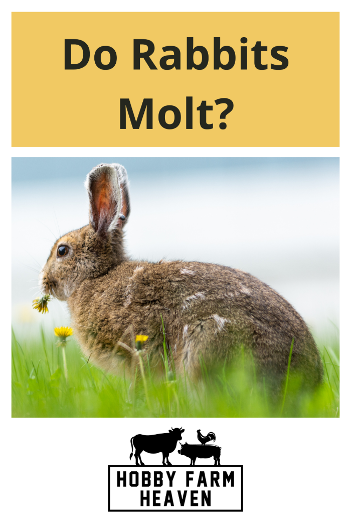 Rabbits Molting · Hobby Farm Heaven