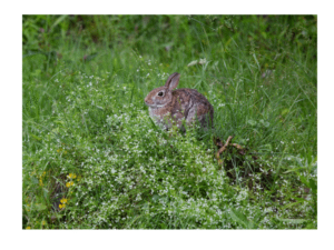 Do Rabbits Shed And Molt?